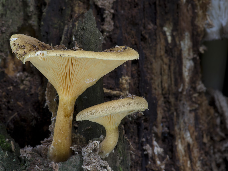 Hygrophoropsis rufa